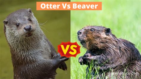 are beavers and otters related|Difference Between Otters and Beavers.